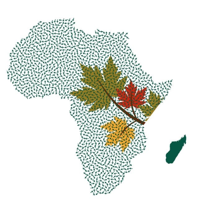 Map of Africa filled with leaf patterns, featuring an olive leaf, red maple leaf, yellow leaf, and green island silhouette
